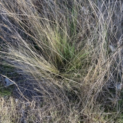 Nassella trichotoma (Serrated Tussock) at Watson, ACT - 4 Sep 2023 by waltraud