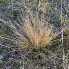 Nassella trichotoma (Serrated Tussock) at Watson, ACT - 4 Sep 2023 by waltraud