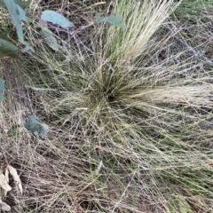 Nassella trichotoma (Serrated Tussock) at Watson, ACT - 4 Sep 2023 by waltraud