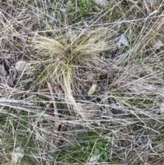 Nassella trichotoma at Watson, ACT - 4 Sep 2023 05:50 PM