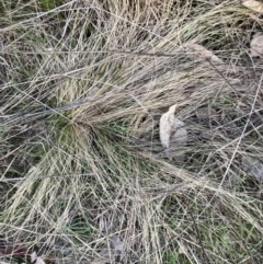 Nassella trichotoma at Watson, ACT - 4 Sep 2023 05:50 PM