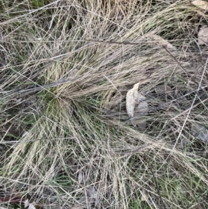 Nassella trichotoma at Watson, ACT - 4 Sep 2023 05:50 PM