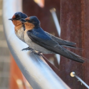 Hirundo neoxena at Paddys River, ACT - 4 Sep 2023 03:21 PM