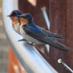 Hirundo neoxena (Welcome Swallow) at Paddys River, ACT - 4 Sep 2023 by Christine