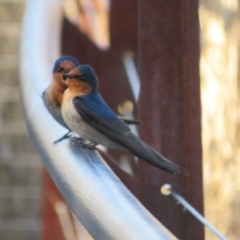 Hirundo neoxena at Paddys River, ACT - 4 Sep 2023