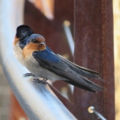 Hirundo neoxena at Paddys River, ACT - 4 Sep 2023