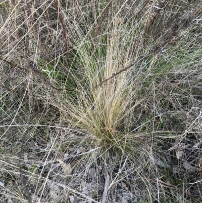 Nassella trichotoma (Serrated Tussock) at The Fair, Watson - 4 Sep 2023 by waltraud