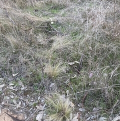 Nassella trichotoma at Watson, ACT - 4 Sep 2023 05:45 PM