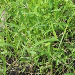 Isachne globosa (Swamp Millet) at Point Hut to Tharwa - 26 Mar 2023 by michaelb