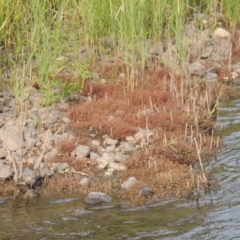 Myriophyllum verrucosum (Red Water-milfoil) at Point Hut to Tharwa - 26 Mar 2023 by michaelb