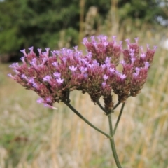 Verbena incompta (Purpletop) at Tuggeranong, ACT - 26 Mar 2023 by michaelb