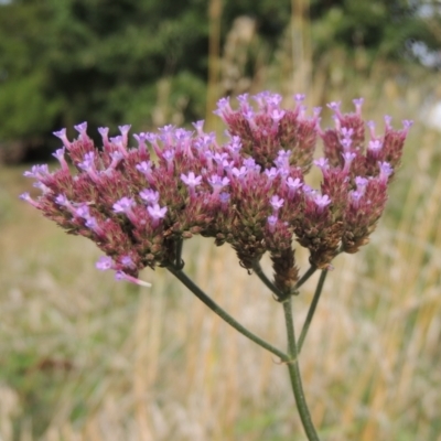 Verbena incompta (Purpletop) at Point Hut to Tharwa - 26 Mar 2023 by michaelb