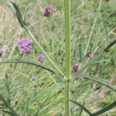 Verbena incompta at Tuggeranong, ACT - 26 Mar 2023 04:03 PM