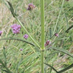 Verbena incompta at Tuggeranong, ACT - 26 Mar 2023