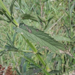 Verbena incompta at Tuggeranong, ACT - 26 Mar 2023