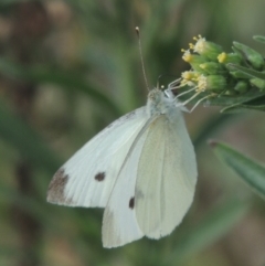 Pieris rapae (Cabbage White) at Tuggeranong, ACT - 26 Mar 2023 by MichaelBedingfield