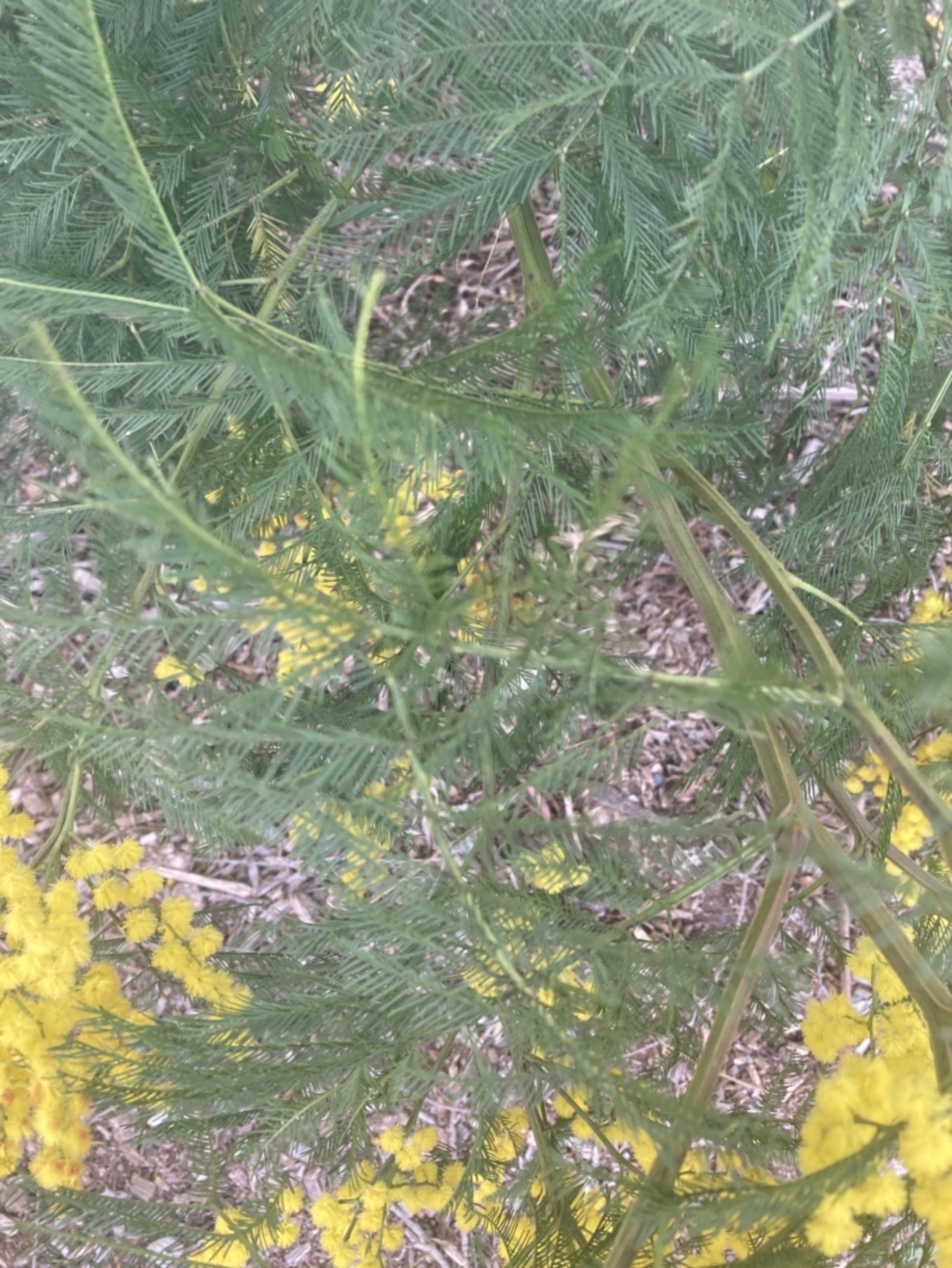 Acacia decurrens at Moss Vale, NSW - 22 Aug 2023