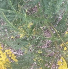 Acacia decurrens (Green Wattle) at Moss Vale, NSW - 22 Aug 2023 by Baronia
