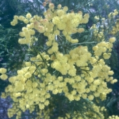 Acacia decurrens at Moss Vale, NSW - 22 Aug 2023