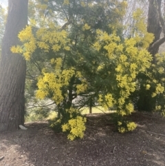 Acacia decurrens at Moss Vale, NSW - 22 Aug 2023 02:19 PM