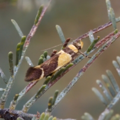 Macrobathra chrysotoxa (A Cosmet moth (Cosmopteriginae) at Gungahlin, ACT - 14 Feb 2023 by KorinneM