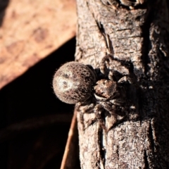 Unidentified Jumping or peacock spider (Salticidae) at Aranda, ACT - 29 Aug 2023 by CathB