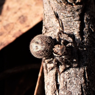 Jotus sp. (genus) at Aranda, ACT - 29 Aug 2023 by CathB