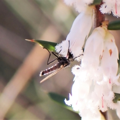 Empididae sp. (family) (Dance fly) at Belconnen, ACT - 31 Aug 2023 by CathB