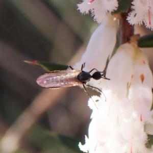 Empididae (family) at Belconnen, ACT - 31 Aug 2023 03:55 PM