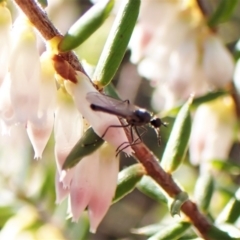 Empididae (family) at Belconnen, ACT - 31 Aug 2023