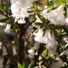 Syrphini (tribe) (Unidentified syrphine hover fly) at Belconnen, ACT - 31 Aug 2023 by CathB