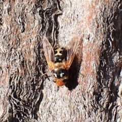 Microtropesa sp. (genus) (Tachinid fly) at Belconnen, ACT - 31 Aug 2023 by CathB