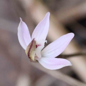 Caladenia fuscata at Acton, ACT - suppressed