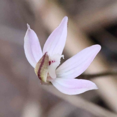 Caladenia fuscata (Dusky Fingers) at Caladenia Forest, O'Connor - 4 Sep 2023 by ConBoekel