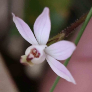 Caladenia fuscata at Acton, ACT - suppressed