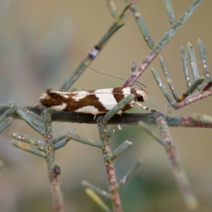 Macrobathra desmotoma at Gungahlin, ACT - 14 Feb 2023