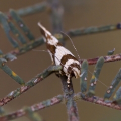 Macrobathra desmotoma at Gungahlin, ACT - 14 Feb 2023