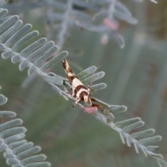 Macrobathra desmotoma at Gungahlin, ACT - 14 Feb 2023