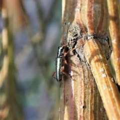 Lemidia subaenea (Clerid beetle) at Aranda Bushland - 1 Sep 2023 by CathB