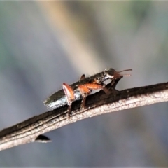 Lemidia subaenea at Belconnen, ACT - 1 Sep 2023