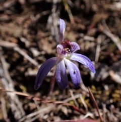 Cyanicula caerulea (Blue Fingers, Blue Fairies) at Belconnen, ACT - 1 Sep 2023 by CathB