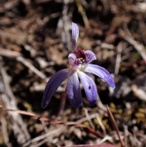 Cyanicula caerulea at Belconnen, ACT - 1 Sep 2023