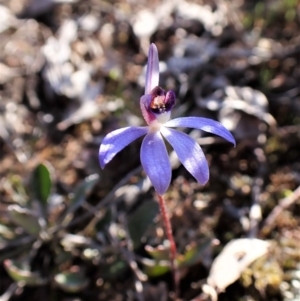 Cyanicula caerulea at Belconnen, ACT - 1 Sep 2023