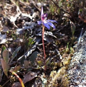 Cyanicula caerulea at Belconnen, ACT - 1 Sep 2023