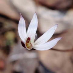 Caladenia fuscata (Dusky Fingers) at Caladenia Forest, O'Connor - 4 Sep 2023 by ConBoekel