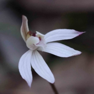 Caladenia fuscata at Acton, ACT - 4 Sep 2023