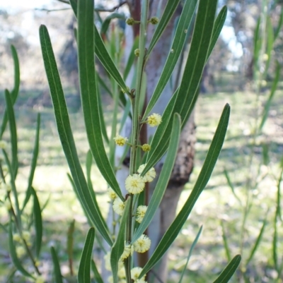 Acacia stricta (Straight Wattle) at Belconnen, ACT - 1 Sep 2023 by CathB