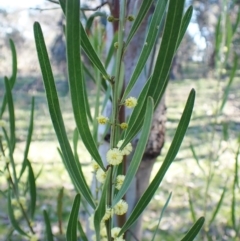 Acacia stricta (Straight Wattle) at Aranda Bushland - 1 Sep 2023 by CathB