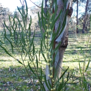 Acacia stricta at Belconnen, ACT - 1 Sep 2023