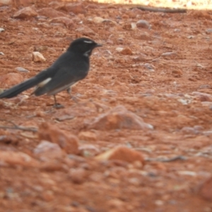 Rhipidura leucophrys at Gunderbooka, NSW - 28 Aug 2023